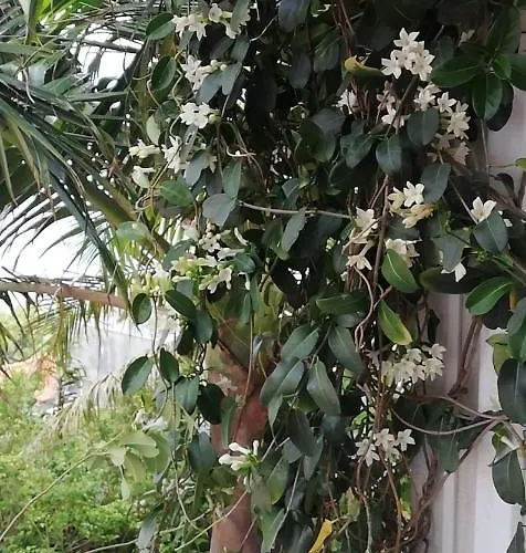 Casa Pico Musica 公寓 *