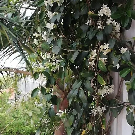 Casa Pico Musica Appartement *